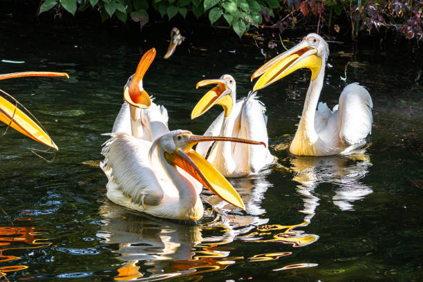 istock Great White Pelican, Pelecanus onocrotalus in a park 2188215772