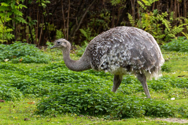istock Darwin's rhea, Rhea pennata also known as the lesser rhea. 2188215791