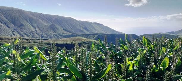 istock Ginger lilies on Flores Island (Azores) 2188216184