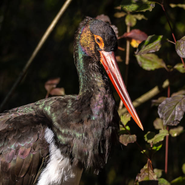 istock Black stork, Ciconia nigra in a german nature park 2188219006