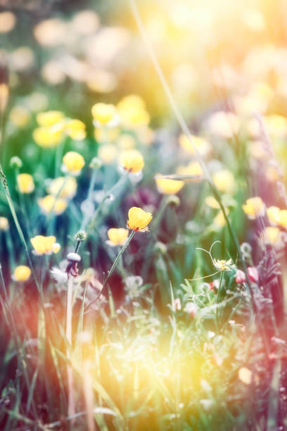 Flowering buttercup in a meadow, beautiful nature in spring