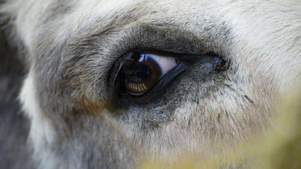 istock Donkey's head and eye,  background and textures, extreme close-up 2188219172