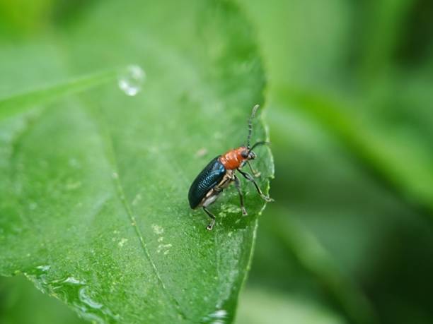 istock macro view of an insect 2188220107