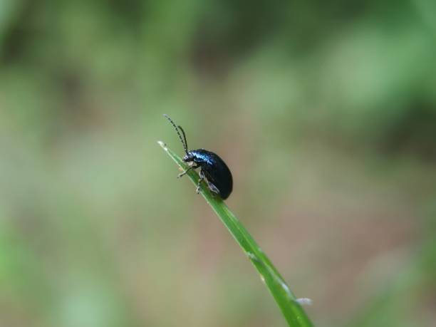 istock macro view of an insect 2188220115
