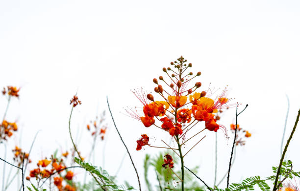 Red Bird of Paradise plant on white background The white background and defocused effect brings the foreground colors in sharp contrast to exhibit the beauty and intricate detail of this Red Bird of Paradise plant. pride of barbados flower stock pictures, royalty-free photos & images