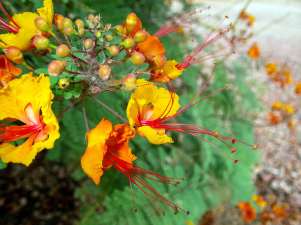 istock Red Bird of Paradise macro 2188220234