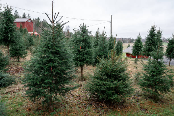 istock Christmas tree farm with evergreen trees on grassy field, holiday concept 2188220498
