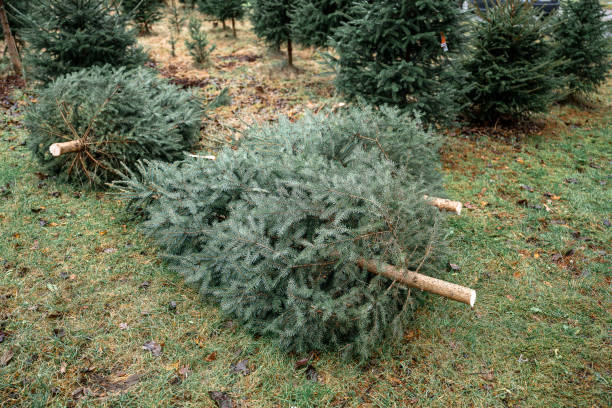 istock Freshly cut evergreen Christmas trees 2188220518