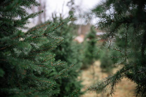 istock Rows of lush evergreen trees on a Christmas tree farm 2188220702