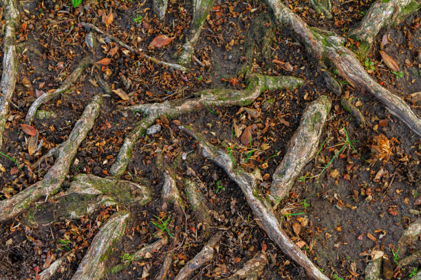 istock Exposed tree roots above ground of moist soil 2188221377