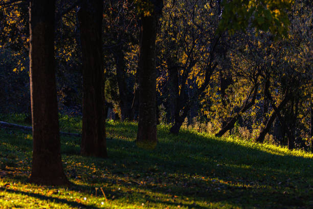 nature at morning