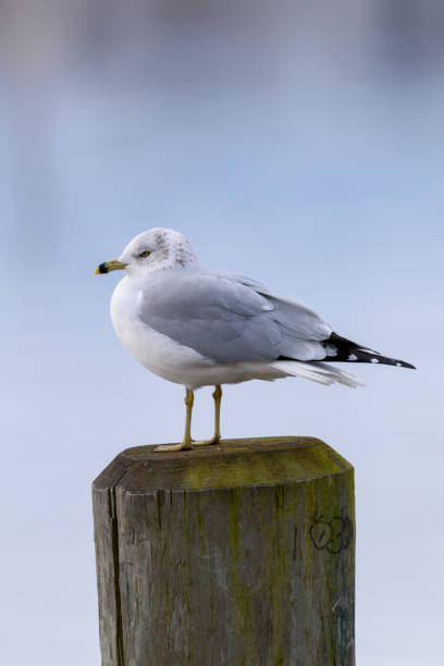 istock Ring-billed gull perched on pylon near Boardman Lake 2188222155