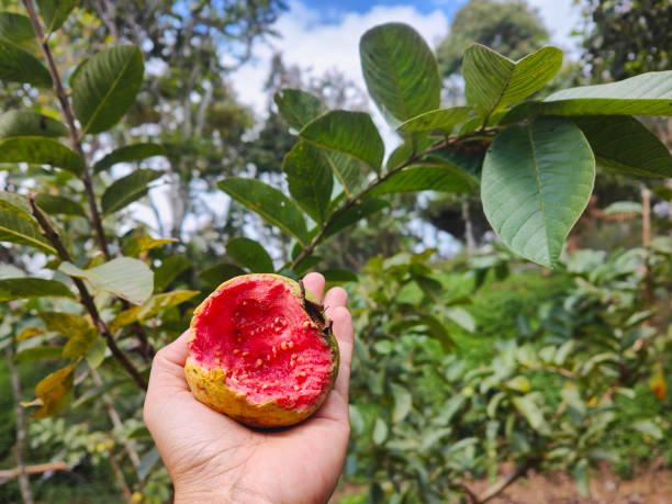 istock Rotten ripe guava bitten by wild animal on tree 2188222894