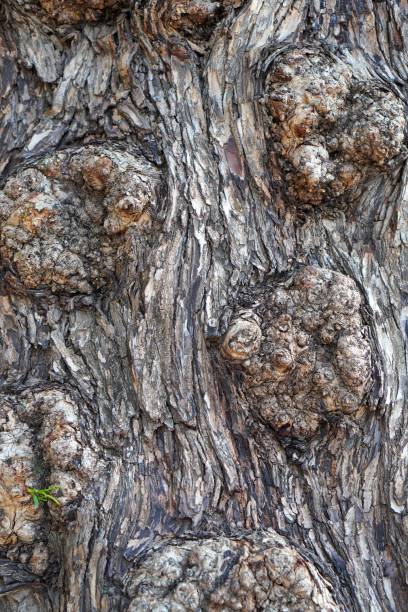 istock abstract vertical wood background with bark texture tree trunk with knots 2188223368