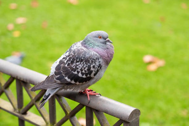 Rock dove (Columba livia) or common pigeon perched on decorative iron fence in city park, surrounded by a vibrant green lawn. Captures the beauty of urban biodiversity