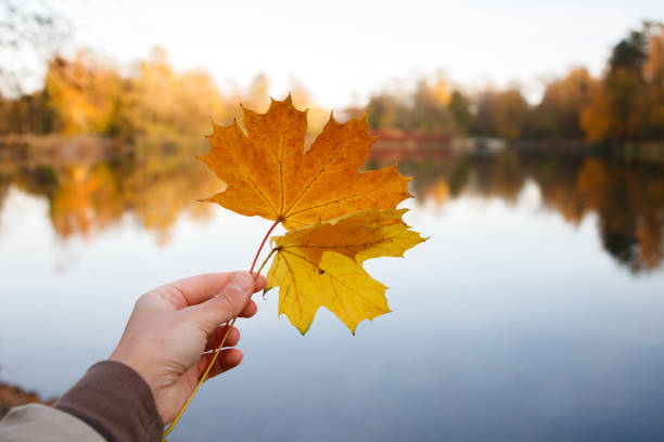 istock Golden autumn leaves as a fall symbol in hand 2188226151