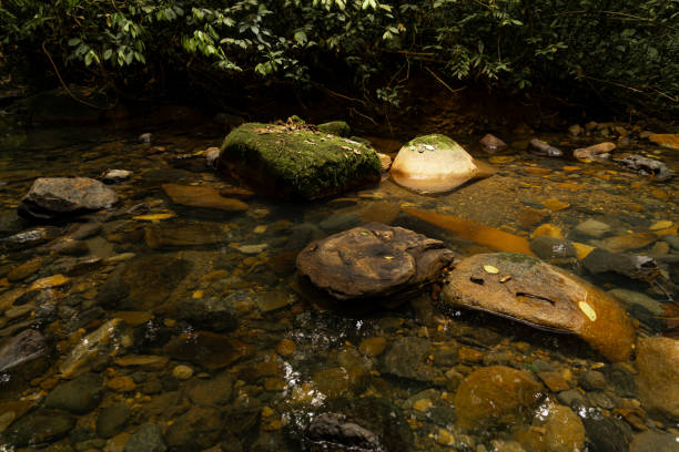 Jungle landscapes, with rocks, forest and a river