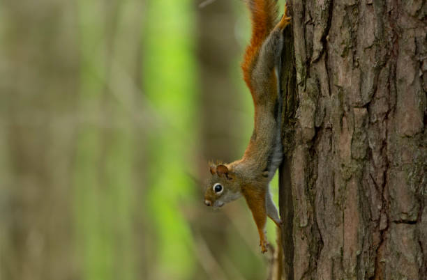 istock American Red Squirrel stretches out on the side of a tree. 2188231867