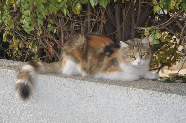 istock beautiful Animal Cat in the natural environment 2188232310
