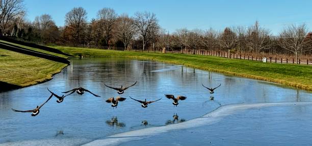 istock Canadian Geese Flying Over a Pond 2188233860