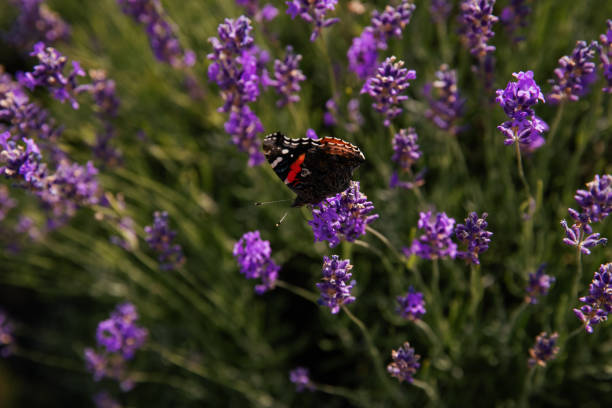 Butterfly on lavender flowers in a lavender field. Ontario, Canada.