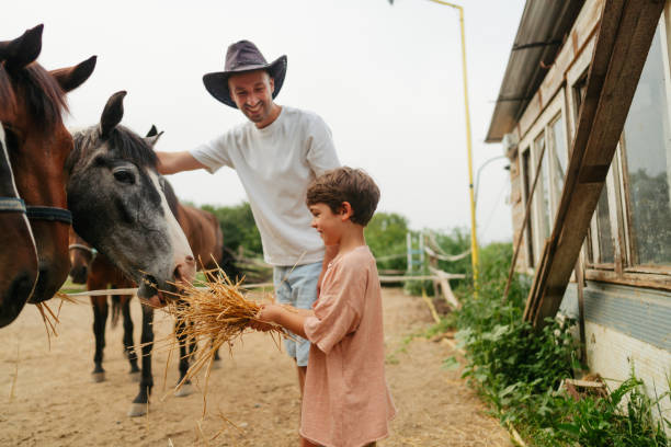 istock Feeding our horses at the ranch 2188235699