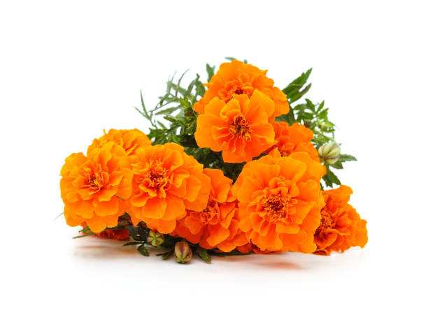 istock Bouquet of marigolds. 2188236513
