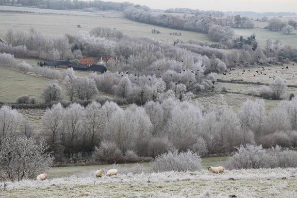 Wiltshire Landscape in Winter with Flying Crows and Flock of Sheep