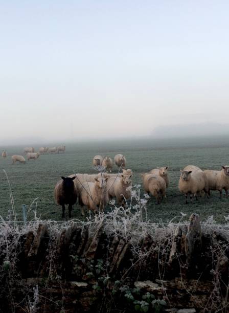 Winter Sheep Behind a Cotswold Wall