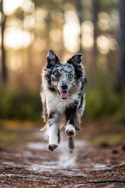 istock Joyful Border Collie Running in the Forest 2188238543