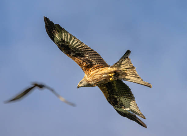 istock Red kite - Milvus milvus 2188238914