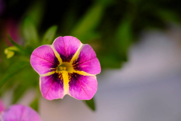 Most Beautiful flower blossoming in the spring garden, A frame with soft selective focus.