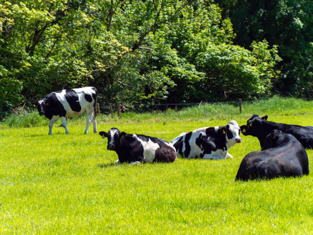 istock Several cows are lying on a green meadow on a sunny spring day. Cattle in the pasture. Livestock farm. Black and white cow lying on green grass field 2188240173