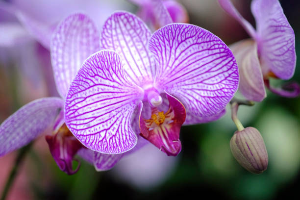 Most Beautiful flower blossoming in the spring garden, A frame with soft selective focus.