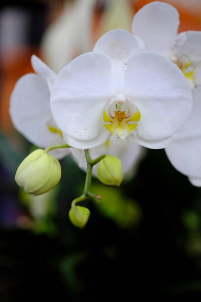 Most Beautiful flower blossoming in the spring garden, A frame with soft selective focus.