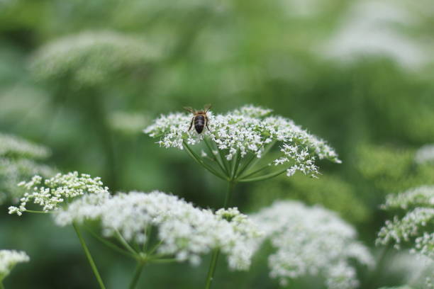istock Bee Pollinating White Flowers in a Garden 2188240455