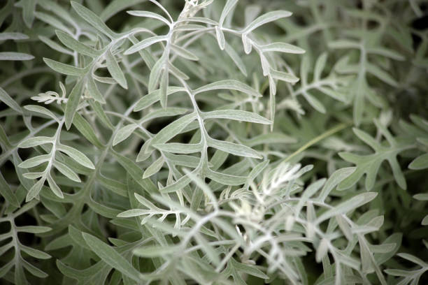 White green natural background from decorative plant. High quality photo