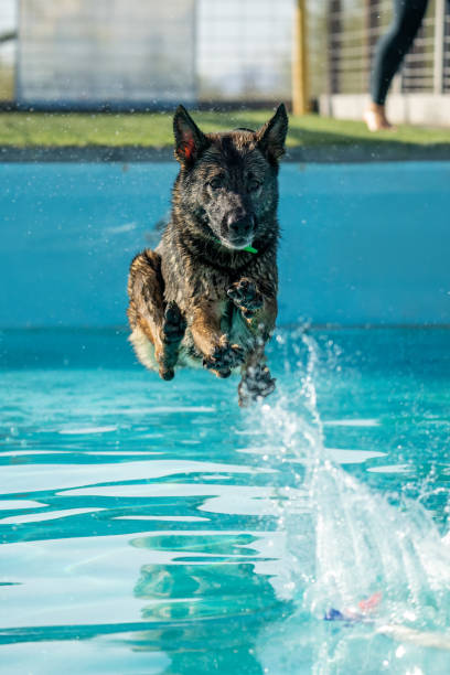 istock German shepherd landing in a swimming pool 2188241384