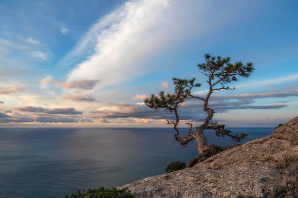 istock Sea and tree. Evening minimalistic marine landscape. 2188241707