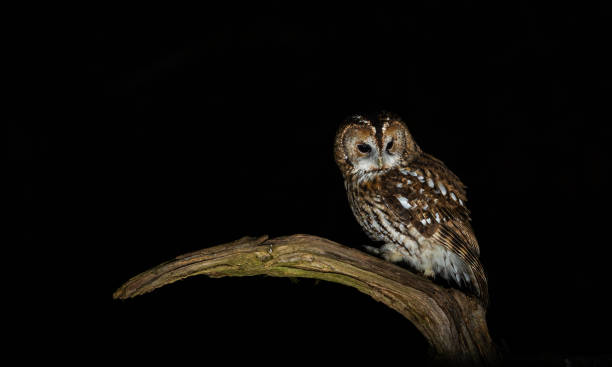 istock Tawny owl - Strix aluco 2188242007
