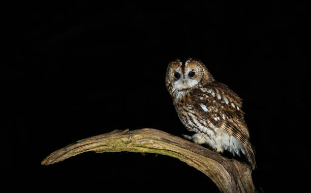 istock Tawny owl - Strix aluco 2188242021