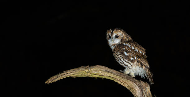 istock Tawny owl - Strix aluco 2188242025