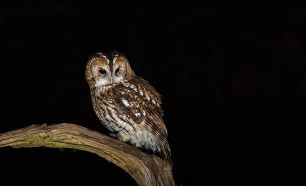 istock Tawny owl - Strix aluco 2188242027