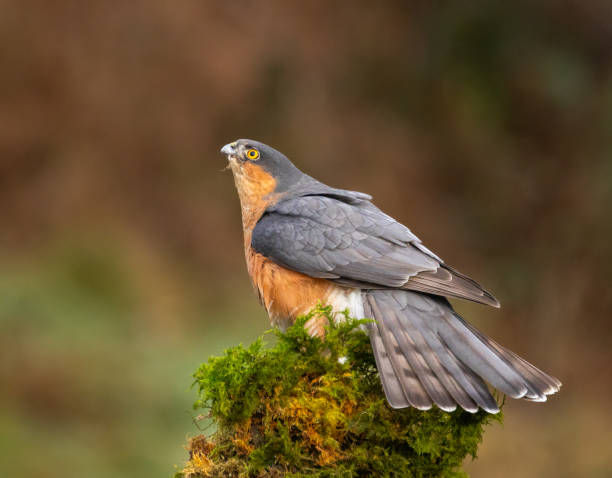 istock Sparrowhawk - Accipiter nisus 2188242077