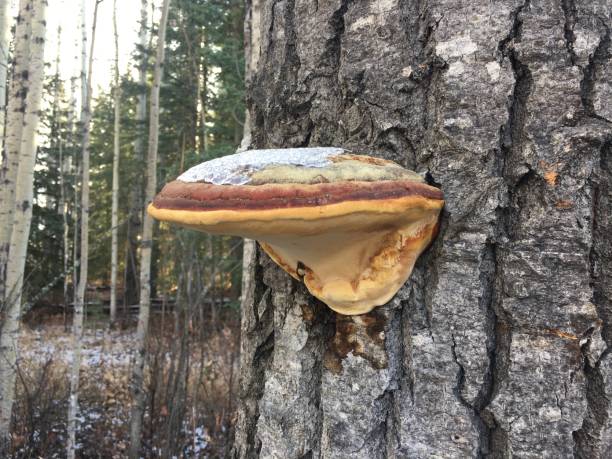 istock Fomitopsis Bracket Fungus Mushroom On Tree 2188242714