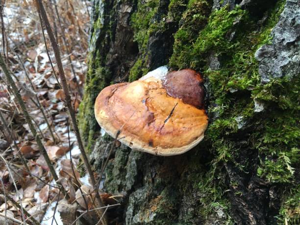 istock Fomitopsis Bracket Fungus Mushroom On Tree 2188242933