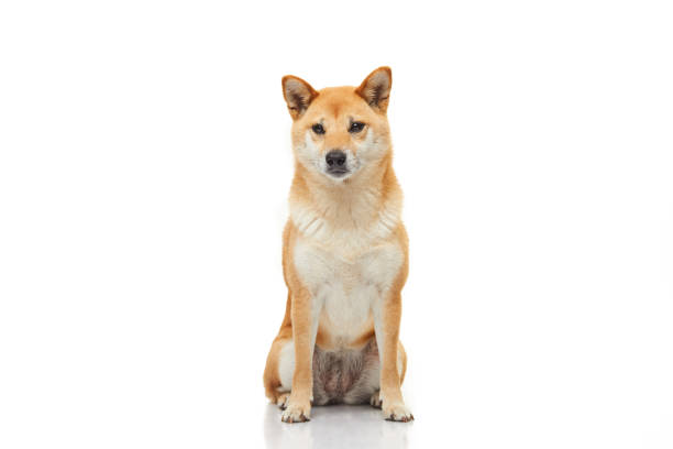 istock One Shiba Inu dog sitting on a white background 2188242940