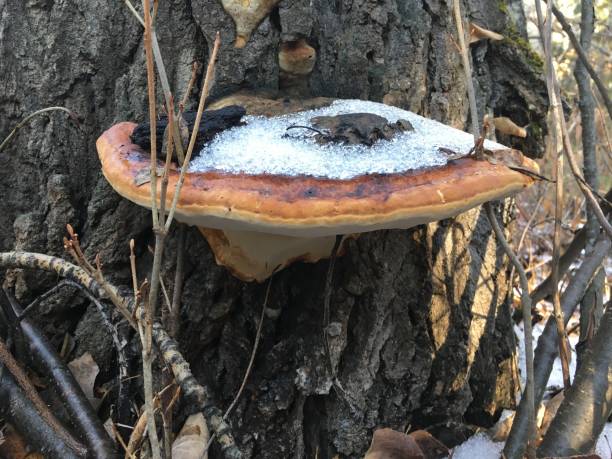 istock Fomitopsis Bracket Fungus Mushroom On Tree 2188243852