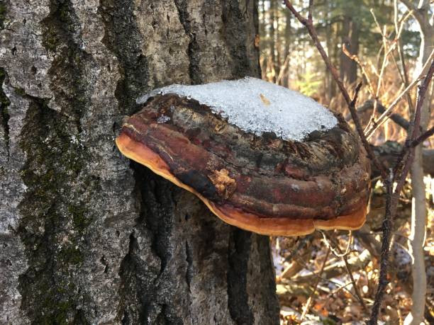 istock Fomitopsis Bracket Fungus Mushroom On Tree 2188244062