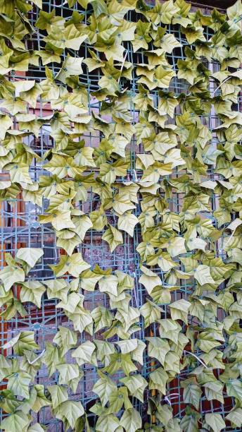 istock ivy plant on the wall. leaves 2188245904